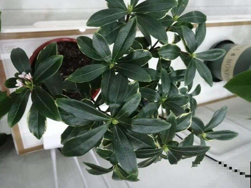 10月养花掐一掐,掐完就来花,盆都塞不下! 10月养花掐一掐,掐完就来花,盆都塞不下!