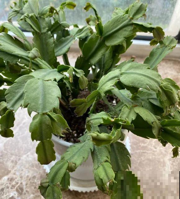 特欠剪的花,越剪越好看,花开不断! 特欠剪的花,越剪越好看,花开不断!