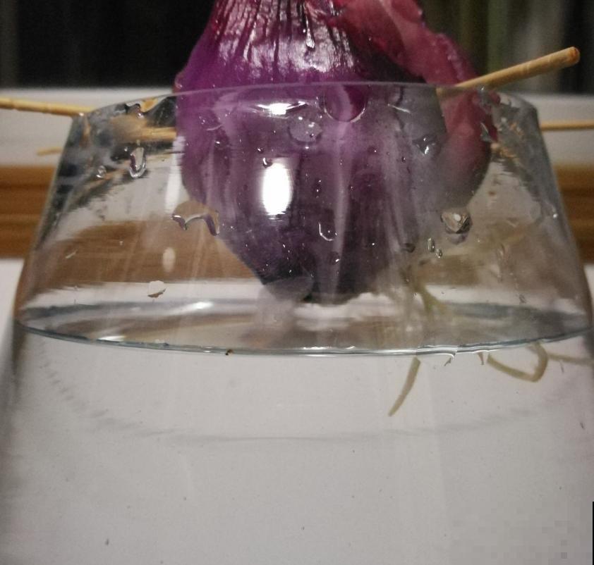 洋葱吃不完别扔，养花甚好，花叶嗖嗖长！