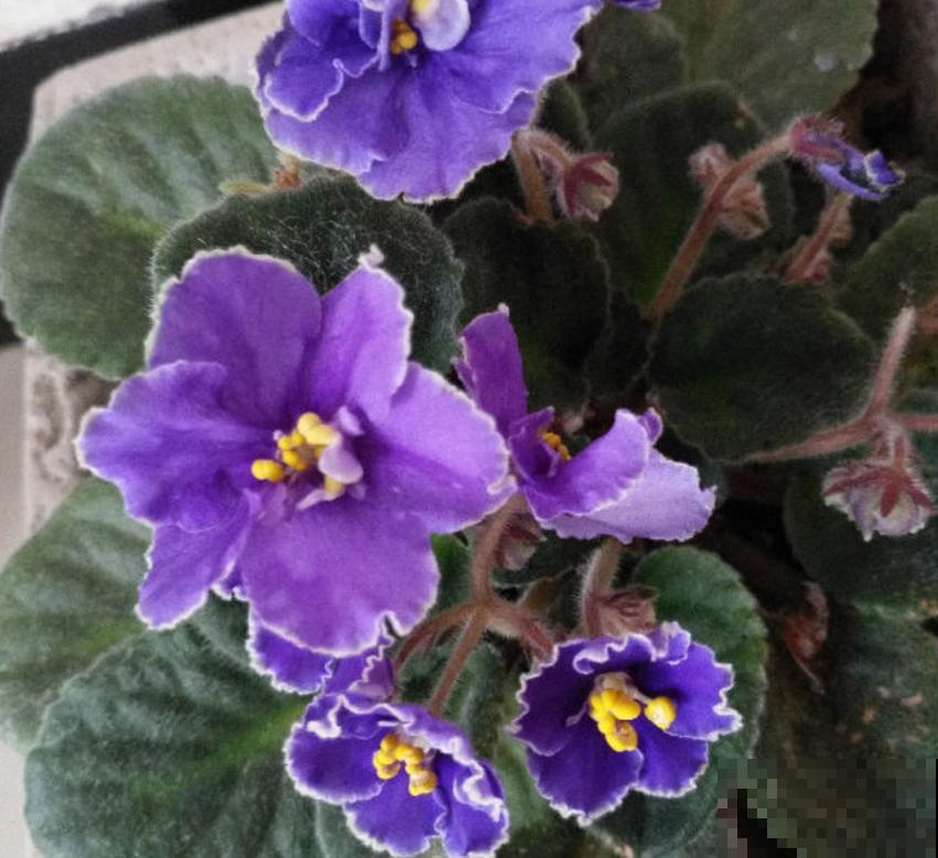 紫罗兰用处多，卧室放一盆，清新健康！