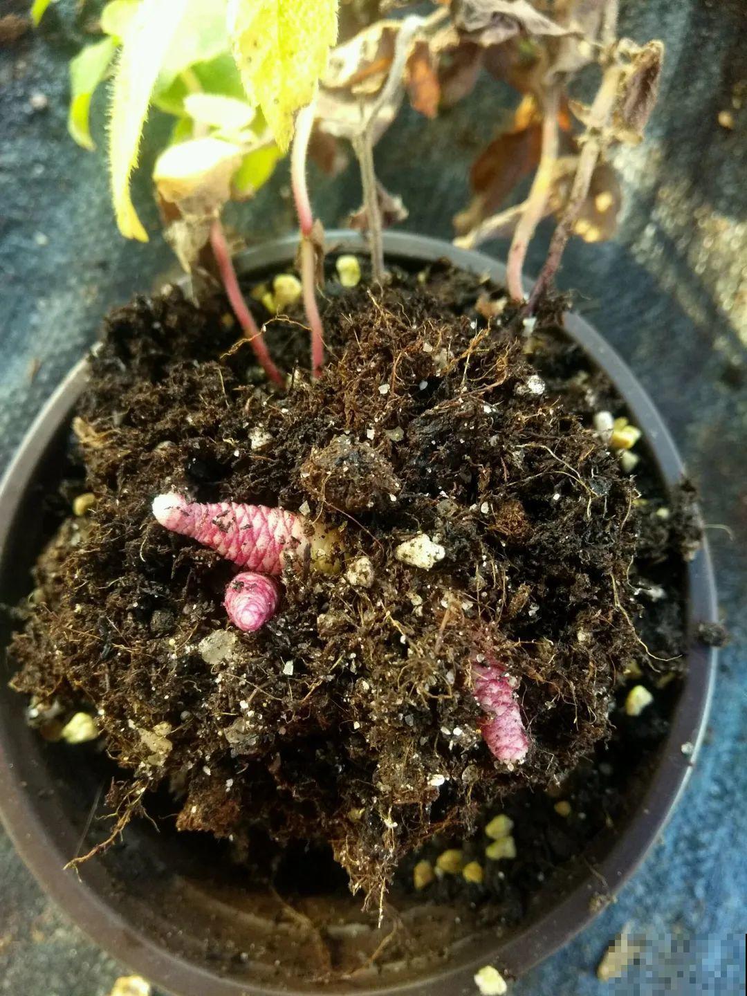 花盆里挖出一堆“蚕”，原来还能吃，味道清脆爽口