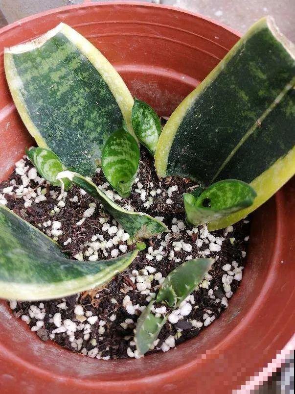 想省心就养这些花,没有病虫害,就爱开花! 想省心就养这些花,没有病虫害,就爱开花!