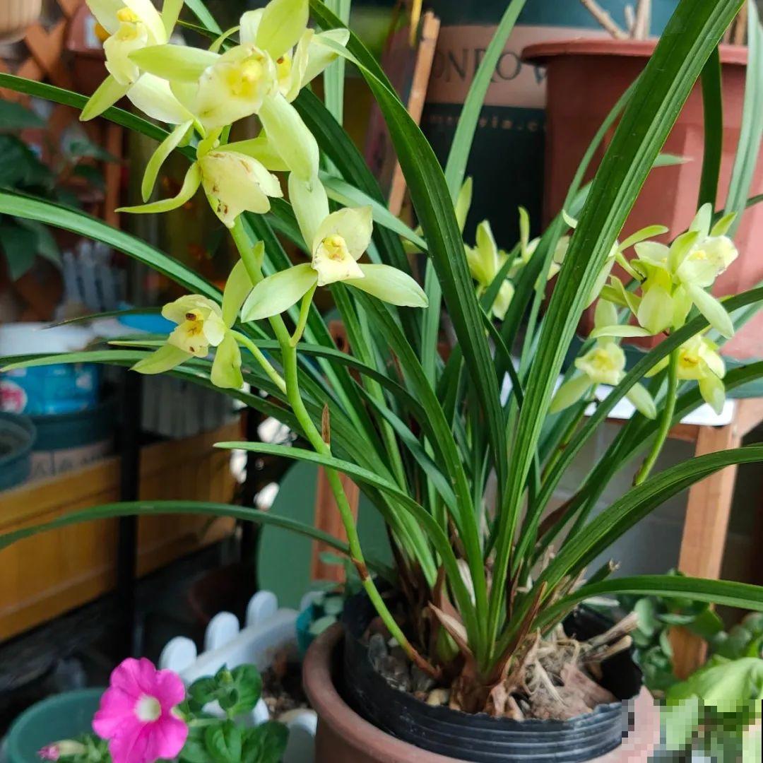 秋天特难养的花，养不活难受，还惹一肚子气！