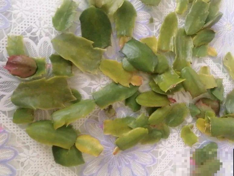 特欠剪的花,越剪越好看,花开不断! 特欠剪的花,越剪越好看,花开不断!