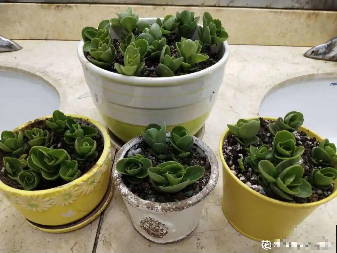 10种耐寒花，提前开始养，过冬无压力！