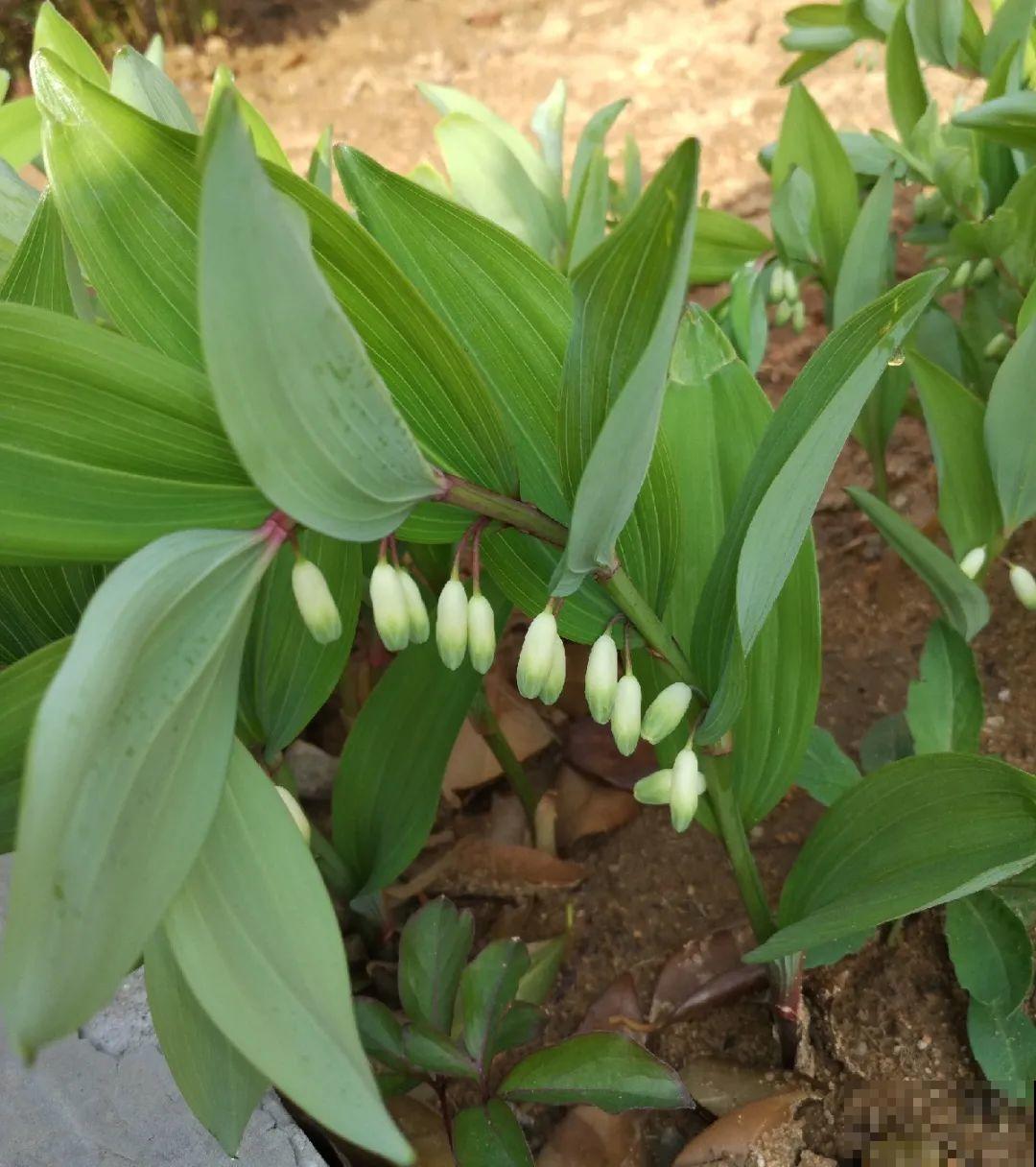 这种花很稀罕,以前喂猪没人要,现在抢破头! 这种花很稀罕,以前喂猪没人要,现在抢破头!