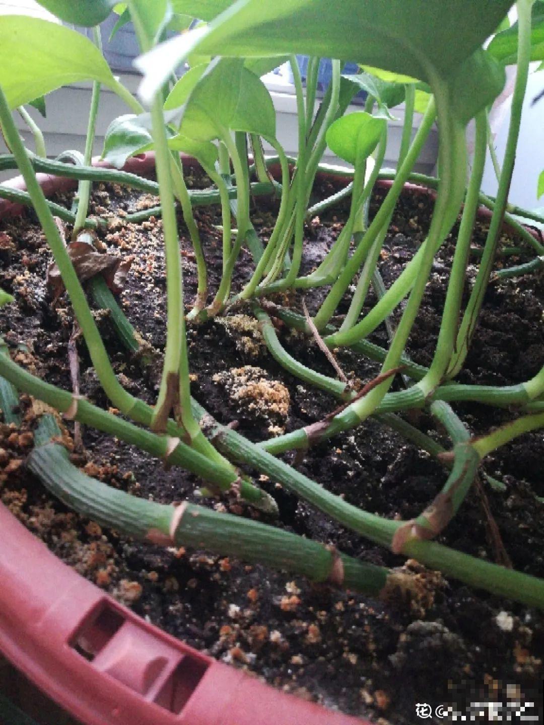 盆土表面长白霜，要赶紧清理，不然花都死了