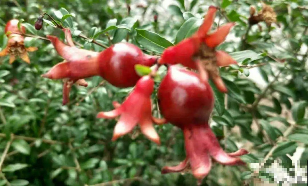你在哪个城市，最适合养的花就是它！