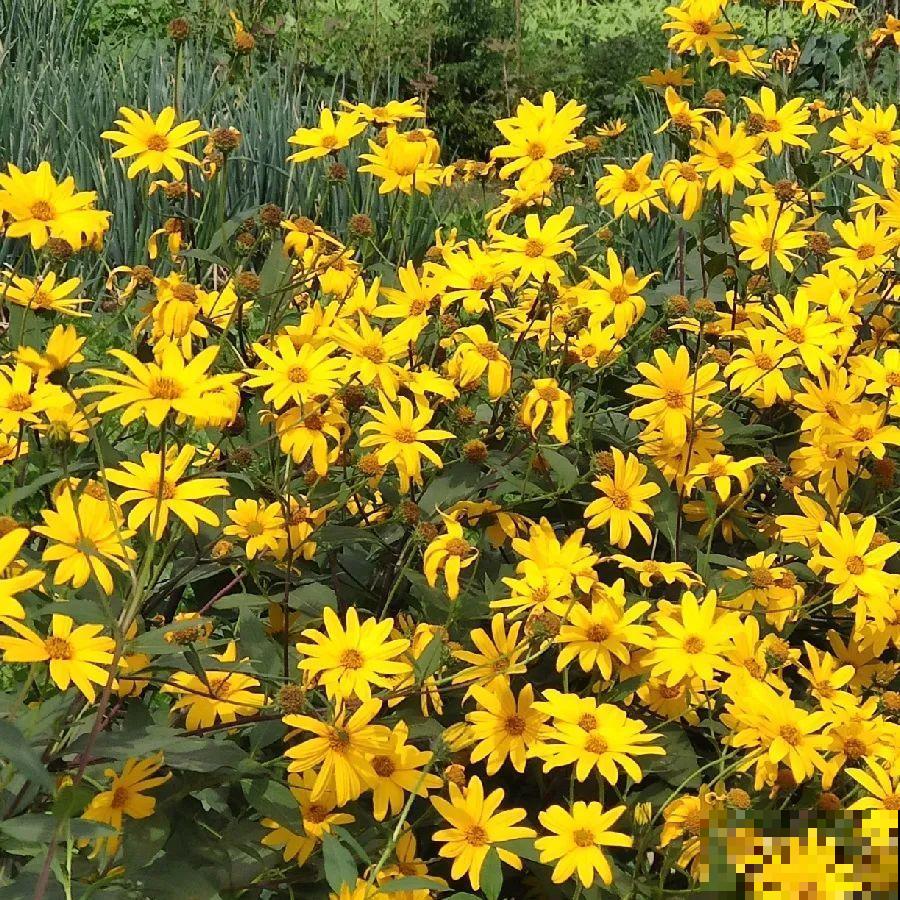 白菜在家养了8年,养成了老桩,长得可旺盛! 白菜在家养了8年,养成了老桩,长得可旺盛!