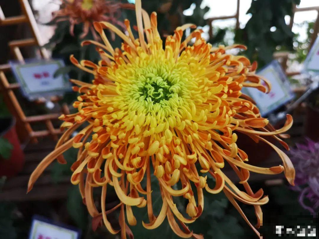 你在哪个城市，最适合养的花就是它！