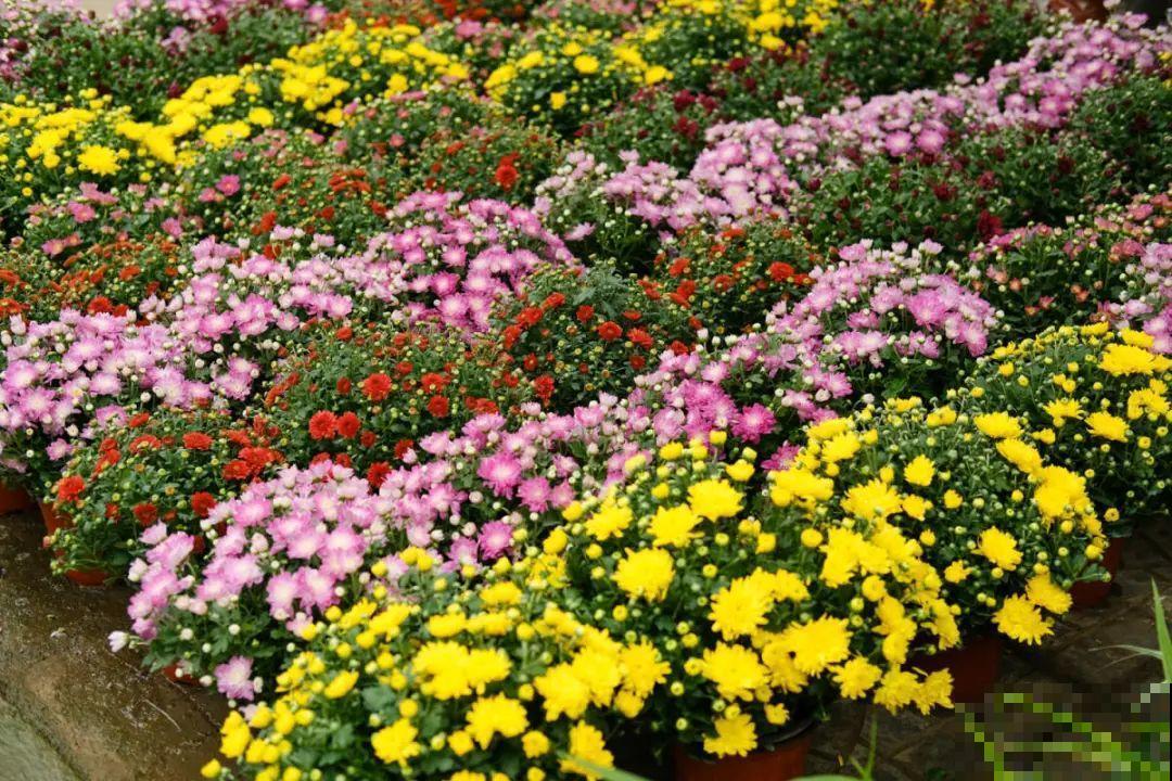 逛花市必买的花，十月入手刚刚好，不买亏大了！