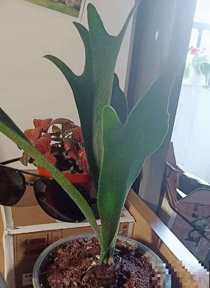 这种蕨类像鹿角，挂在墙上气质爆棚，太上档次！