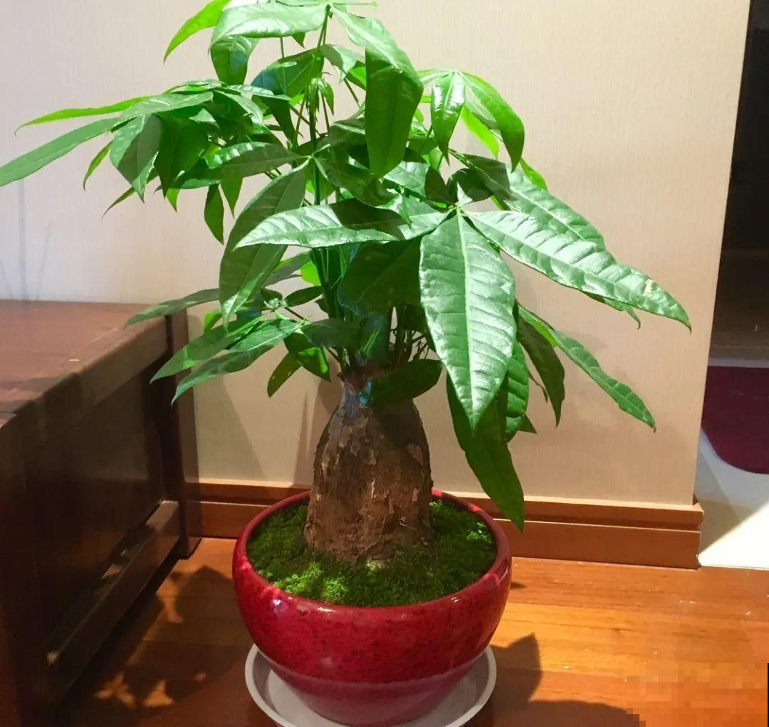 秋天降温快，家里养这9种花，要赶紧搬进屋了