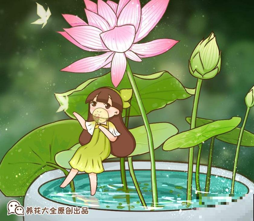 碗莲秋天这么养，来年立叶快，花开不断！