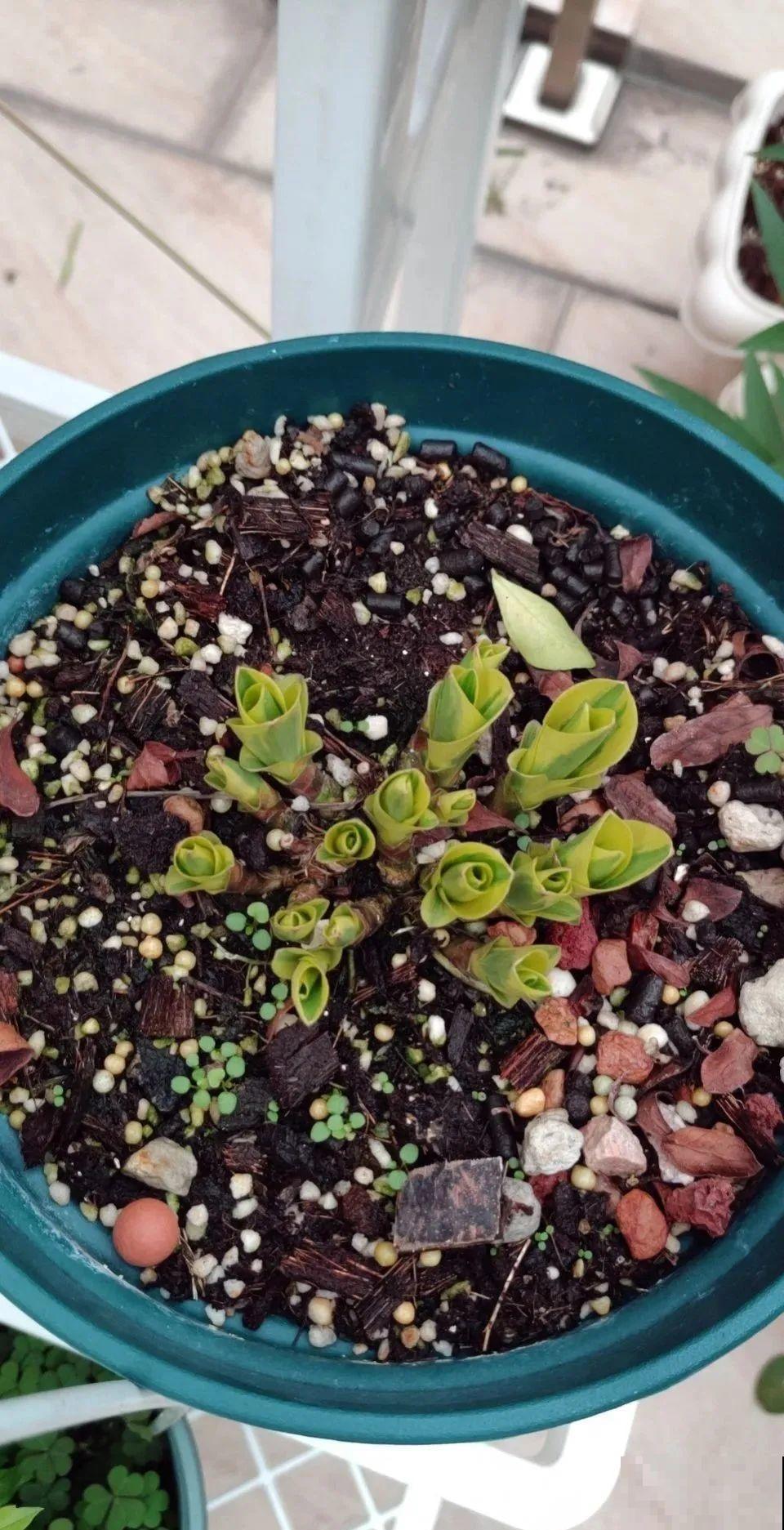 7种花冬天要休眠，看着好像枯死了，千万别丢掉