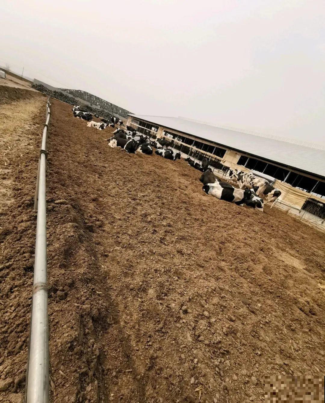 最好用的养花肥，盆里撒一把，1年不用换盆了！