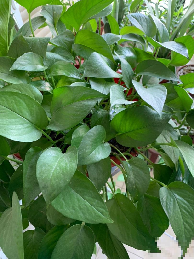 绿萝仙客来不抗冻，冬天容易黄叶烂根，套袋子保温效果好