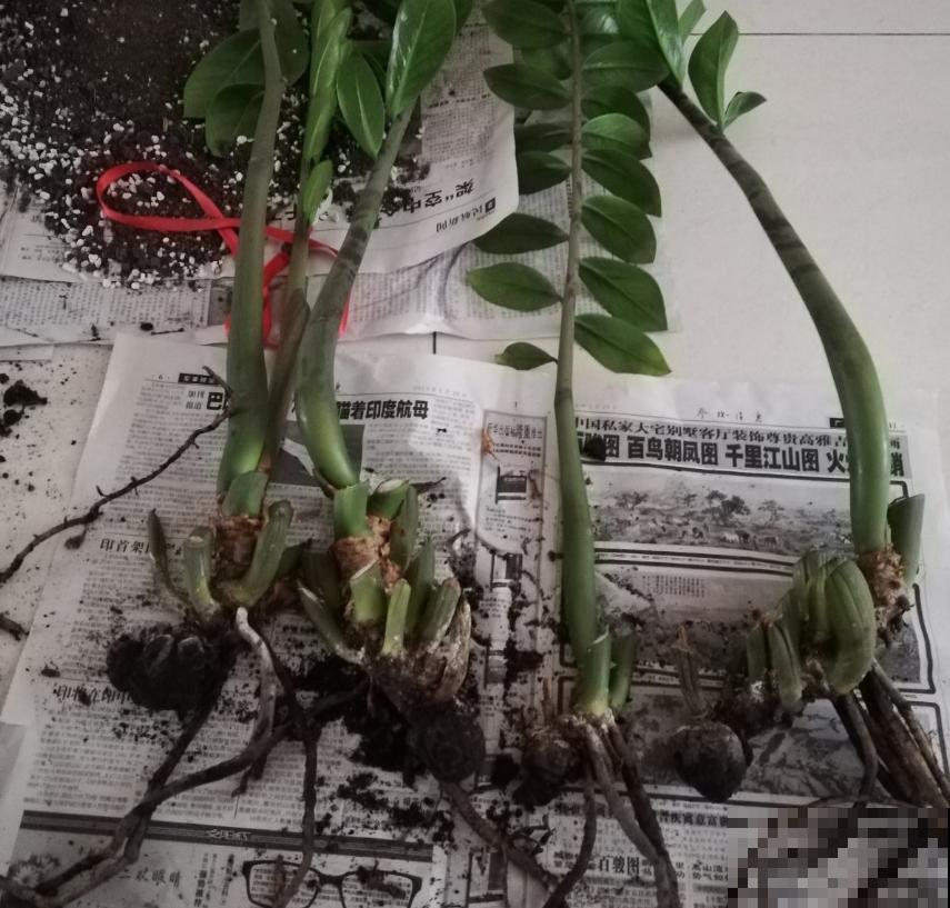 花卉总烂根？问题不一定在浇水上，这3个细节要注意！