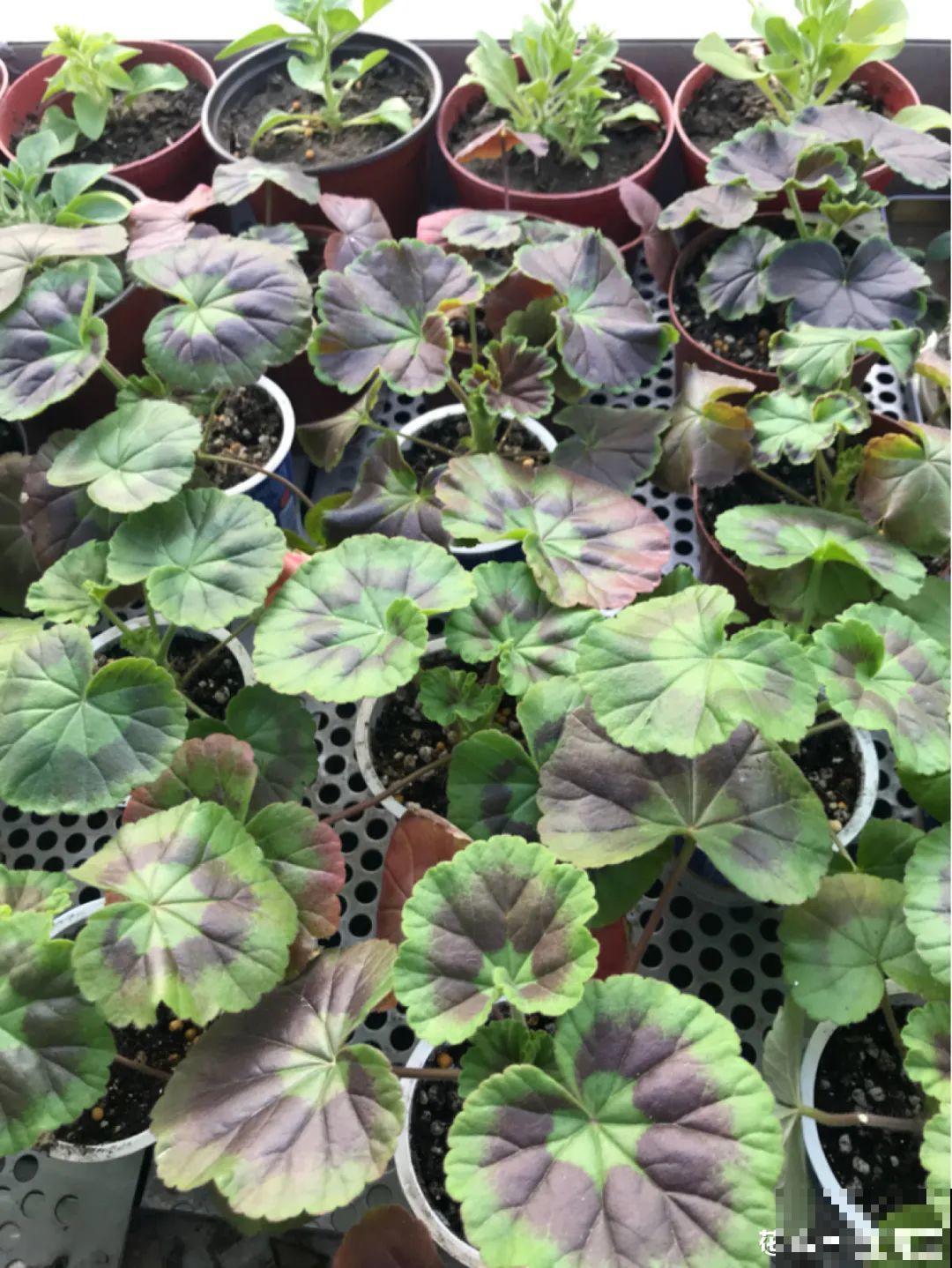 8种花，养嫩不养老，老了要多修剪！