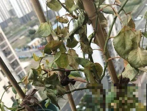 养花不能随意,一不小心就死翘翘,心太累! 养花不能随意,一不小心就死翘翘,心太累!