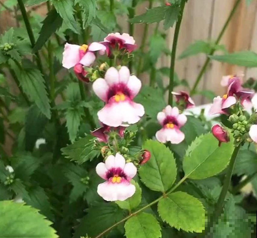 秋季种棵龙面花，似翩翩蝴蝶，鲜艳又好看！