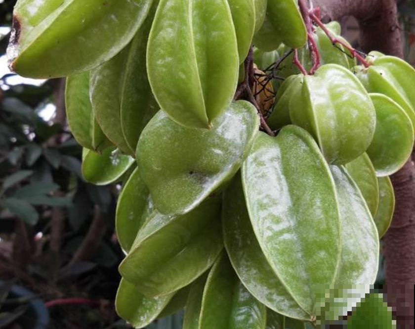 种盆杨桃摆阳台，造型别致，气味香甜，省下空气清新剂！