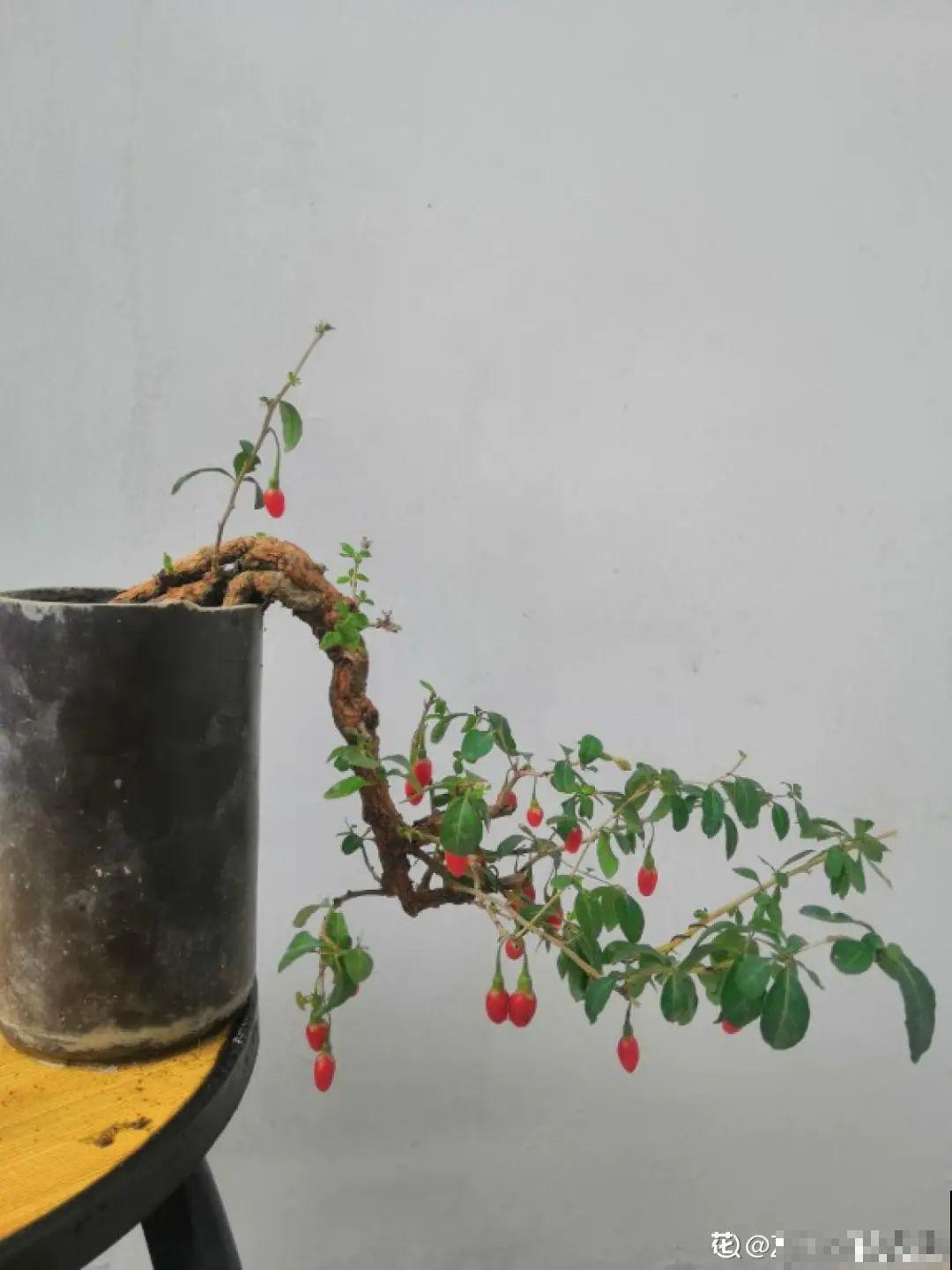 农村当柴火的花，花市卖得可贵，你认识几种？