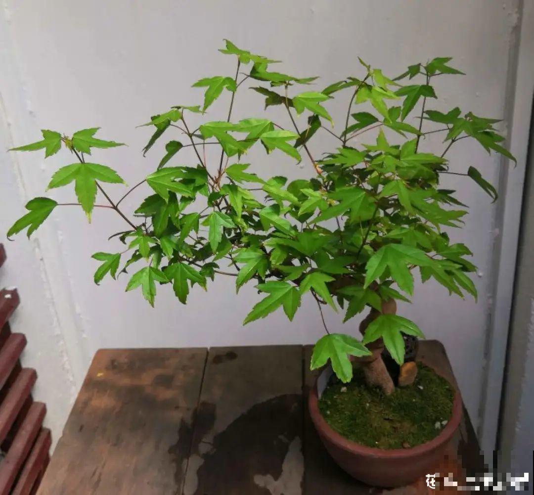 4种花养成老桩，价格能翻好几倍，开花也更多
