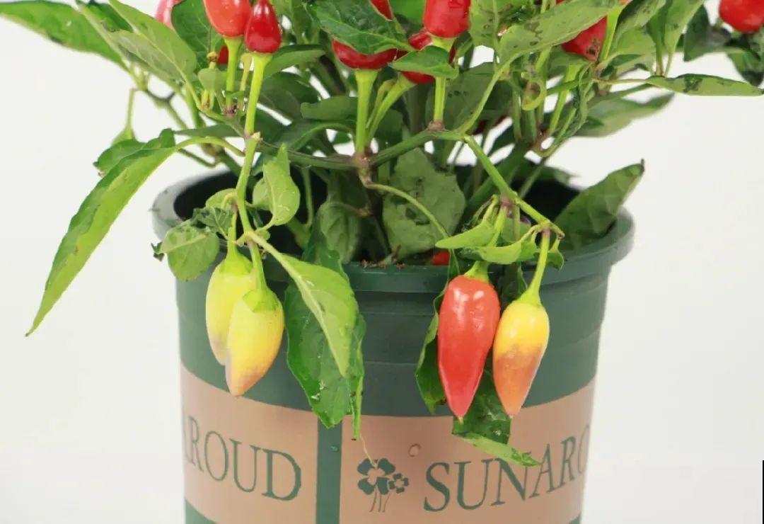 阳台上的小花盆,种上五彩椒,果子好看还能吃! 阳台上的小花盆,种上五彩椒,果子好看还能吃!