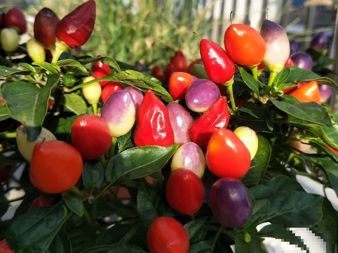 阳台上的小花盆,种上五彩椒,果子好看还能吃! 阳台上的小花盆,种上五彩椒,果子好看还能吃!