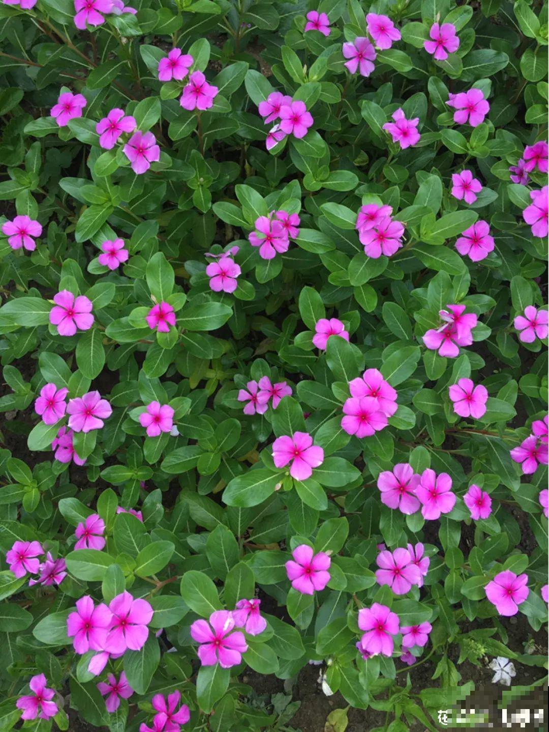 十一赏花图谱，看了啥花都认识，不用问别人！