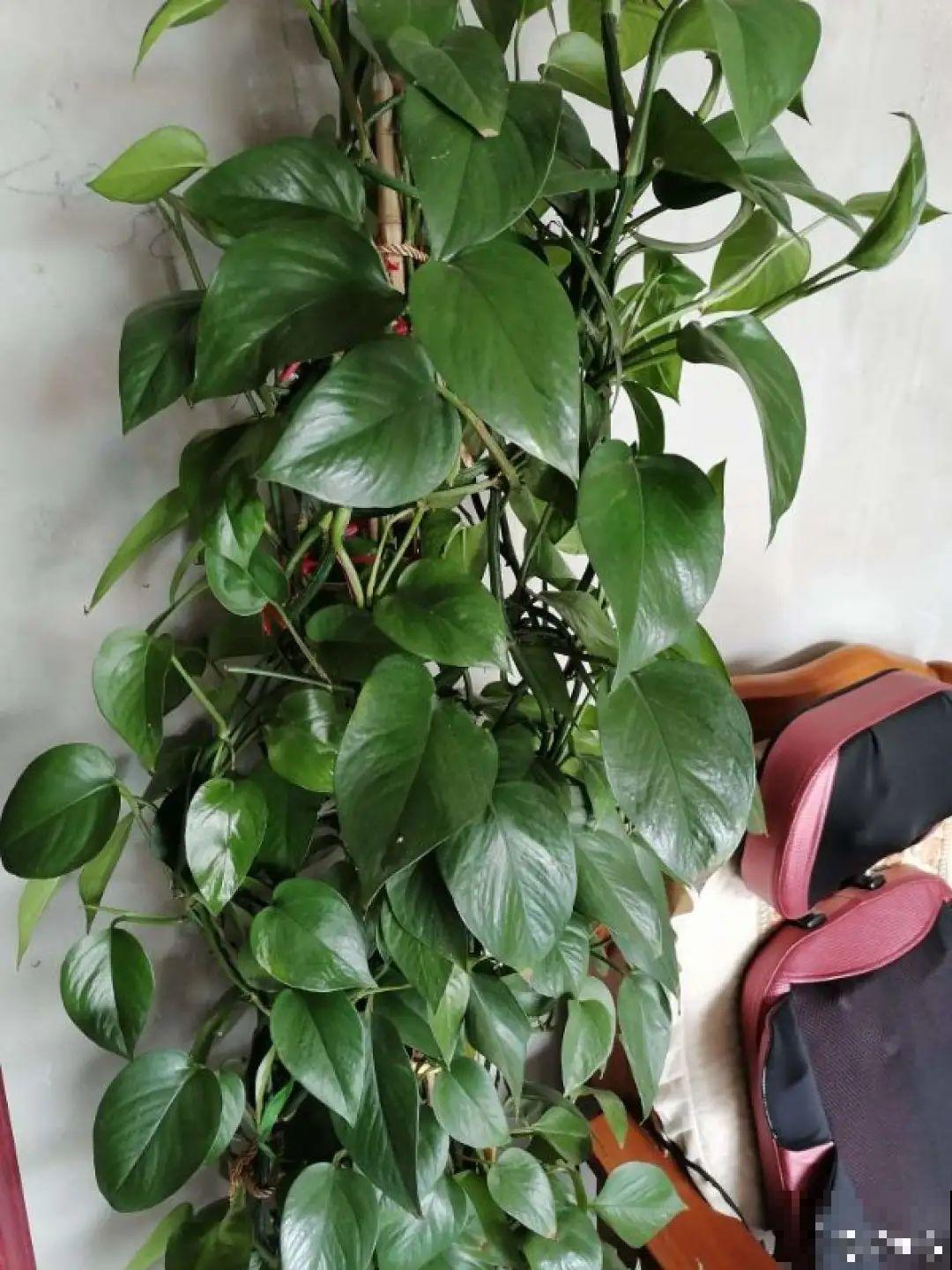 不同花卉耐寒程度不同,要根据品种来养护 不同花卉耐寒程度不同,要根据品种来养护