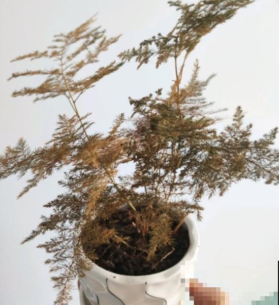 这3种问题要注意，叶子枯黄，画面丑到哭！