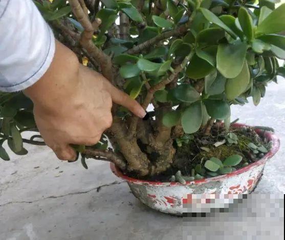 小盆养花好，大盆养花死，真准！