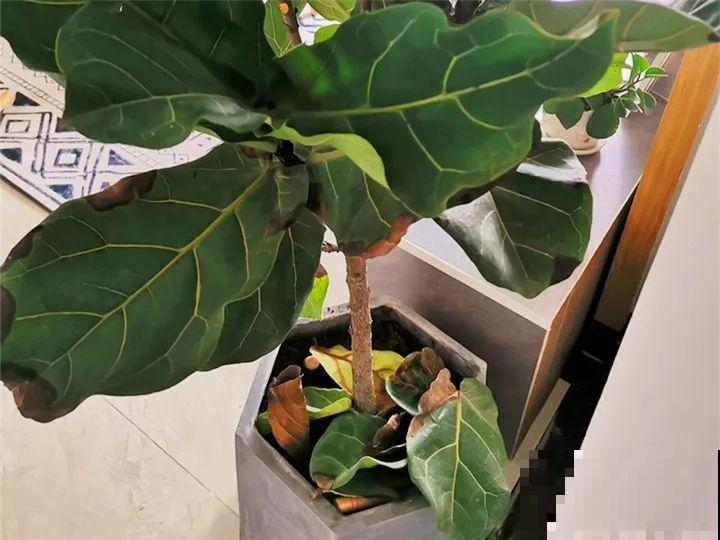 掉叶子第一名,10种花养成光杆,竟然还活着! 掉叶子第一名,10种花养成光杆,竟然还活着!