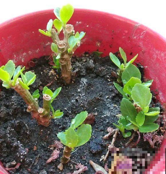 特欠剪的花,越剪越好看,花开不断! 特欠剪的花,越剪越好看,花开不断!