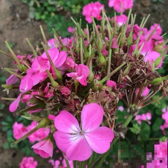 秋分后，绿化带捡种子，回家撒土里就活！