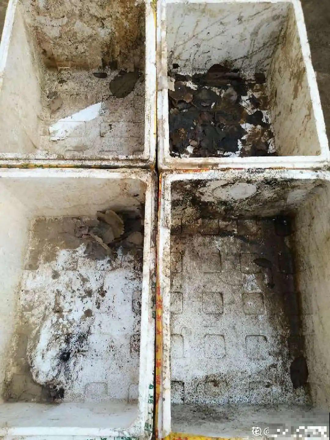 路过垃圾桶，捡走两个泡沫箱，回家扦插出了一大片花