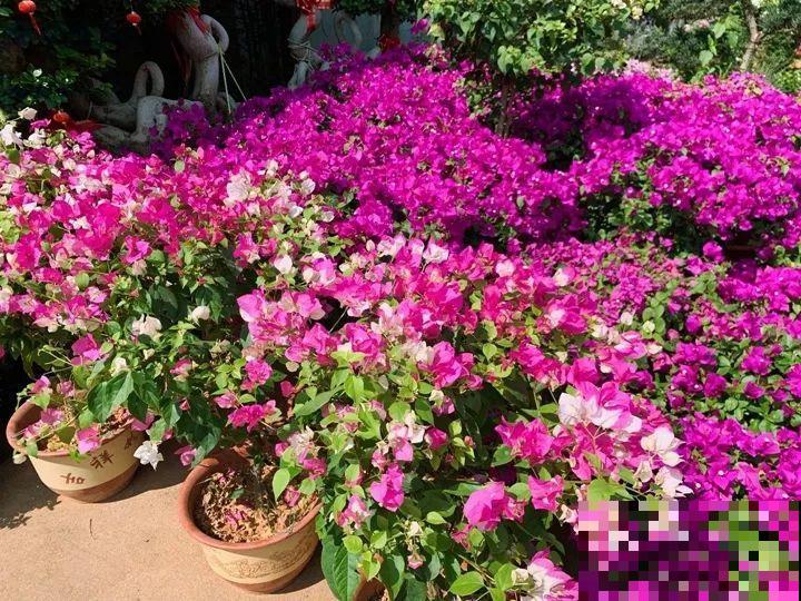 11月,千万别买这种花,养不活惹一肚子气! 11月,千万别买这种花,养不活惹一肚子气!