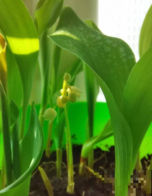 冬天家里种铃兰,抑菌效果好,感冒不怕“串窝子”! 冬天家里种铃兰,抑菌效果好,感冒不怕“串窝子”!