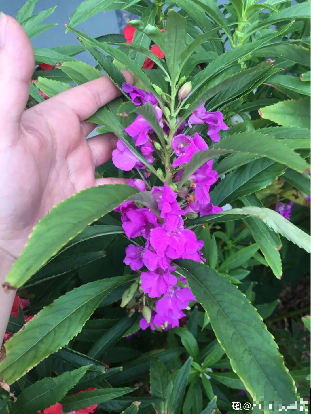 50种小时候常见的野草，现在几乎见不到了