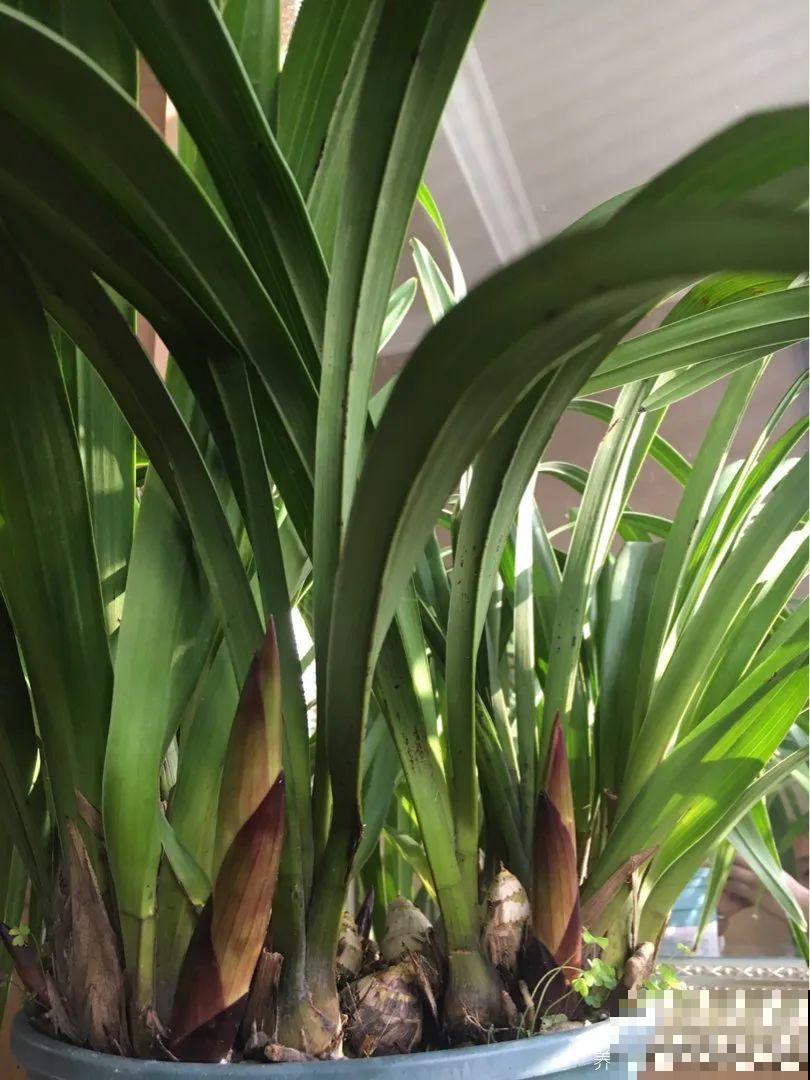 10月养花掐一掐,掐完就来花,盆都塞不下! 10月养花掐一掐,掐完就来花,盆都塞不下!