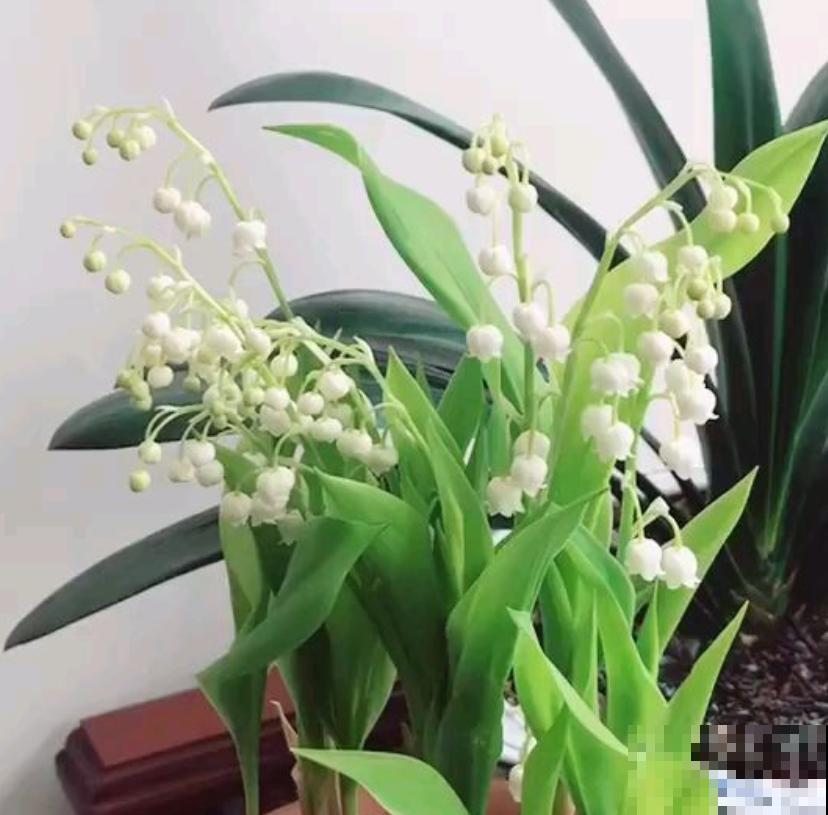冬天家里种铃兰,抑菌效果好,感冒不怕“串窝子”! 冬天家里种铃兰,抑菌效果好,感冒不怕“串窝子”!