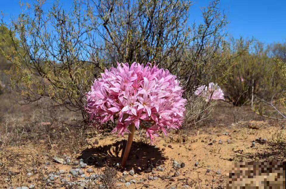 10种小众花，见过的人很少，养一盆特别有面子！