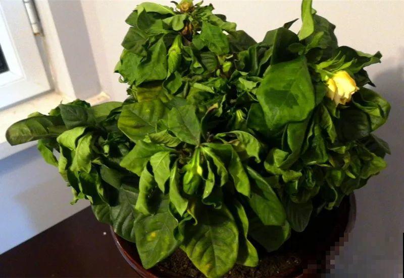 11月,千万别买这种花,养不活惹一肚子气! 11月,千万别买这种花,养不活惹一肚子气!