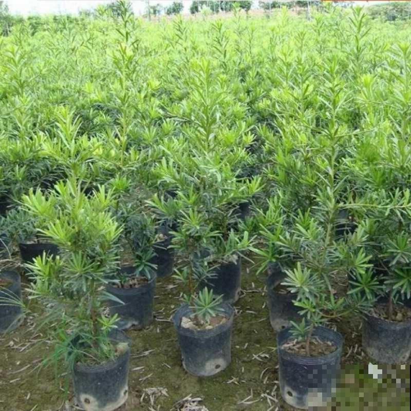 罗汉松盆景有气势，剪根枝条就能养，省钱省到家！