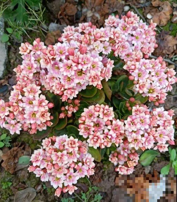 长寿还是地栽长得肥，皮实好养，满头都是花苞