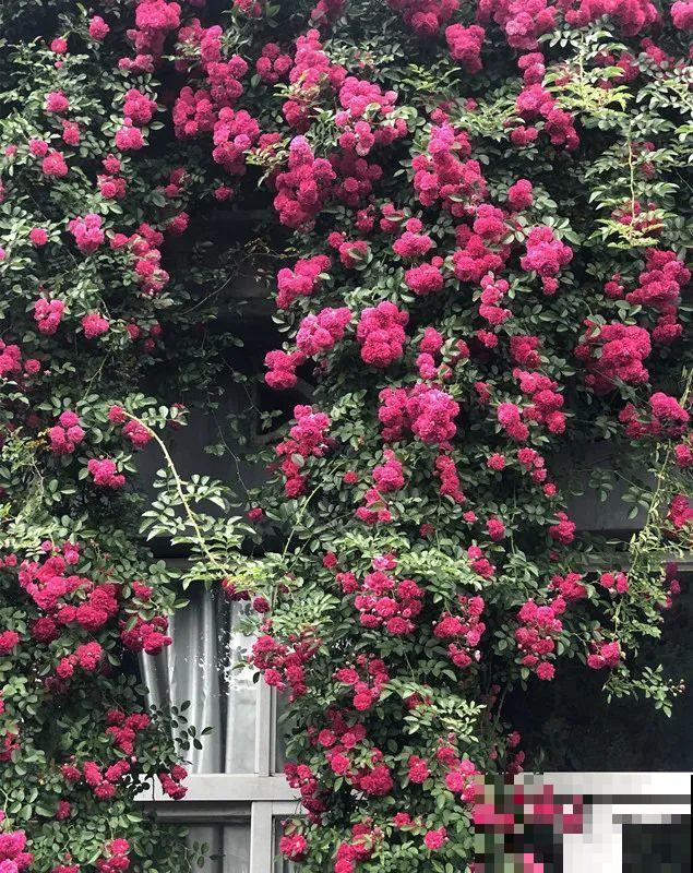 家里有院子，养一株红木香特合适，半年爬满藤，开成大花墙