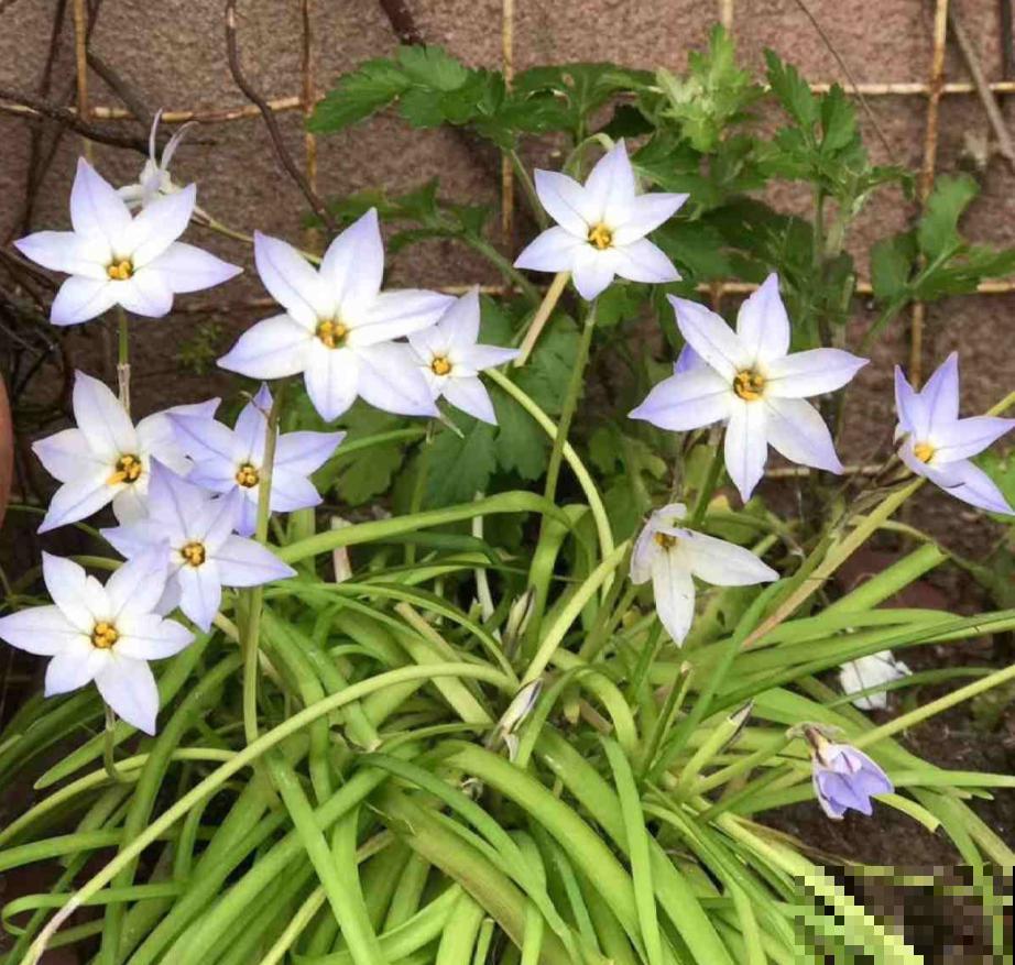 这种花是韭菜味,花朵比星星美,种一盆爱一盆! 这种花是韭菜味,花朵比星星美,种一盆爱一盆!