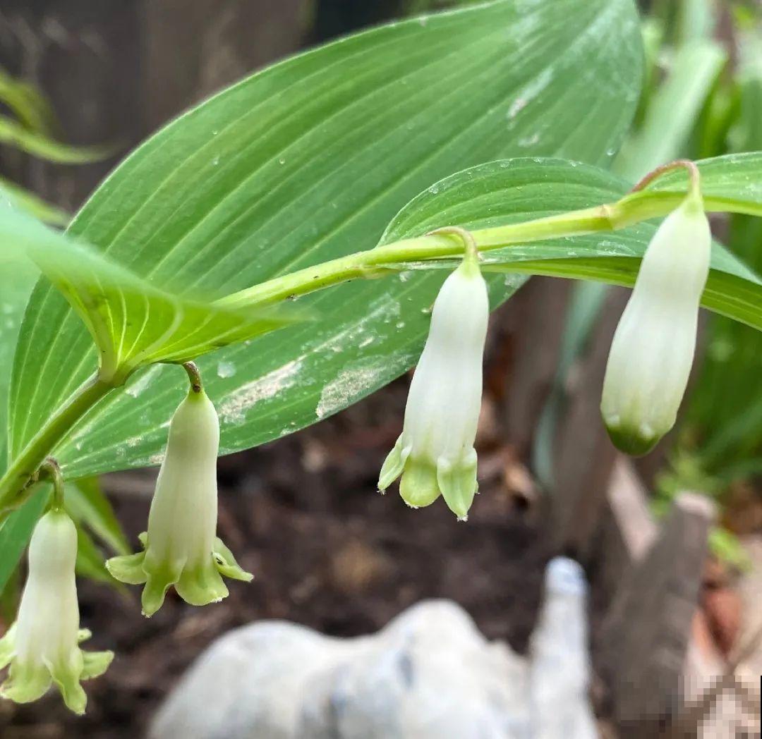 这种花很稀罕,以前喂猪没人要,现在抢破头! 这种花很稀罕,以前喂猪没人要,现在抢破头!
